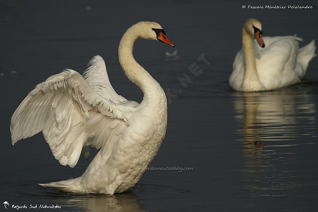 Cygne tuberculé