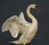 Cygne tuberculé