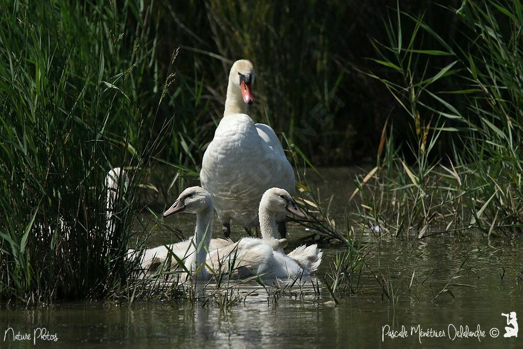 Cygne tuberculé