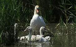 Cygne tuberculé