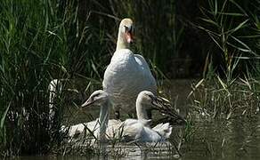 Mute Swan