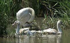 Cygne tuberculé