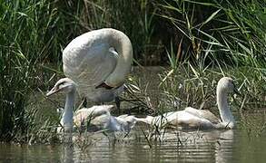 Cygne tuberculé