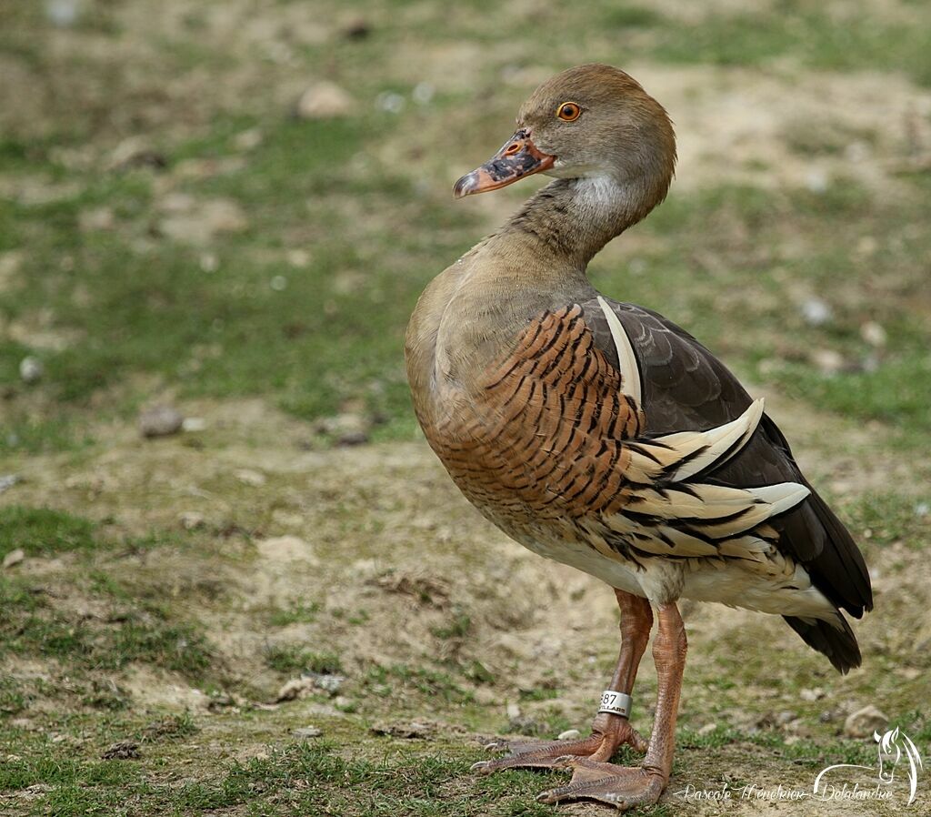 Plumed Whistling Duck