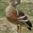 Dendrocygne d'Eyton