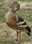 Plumed Whistling Duck