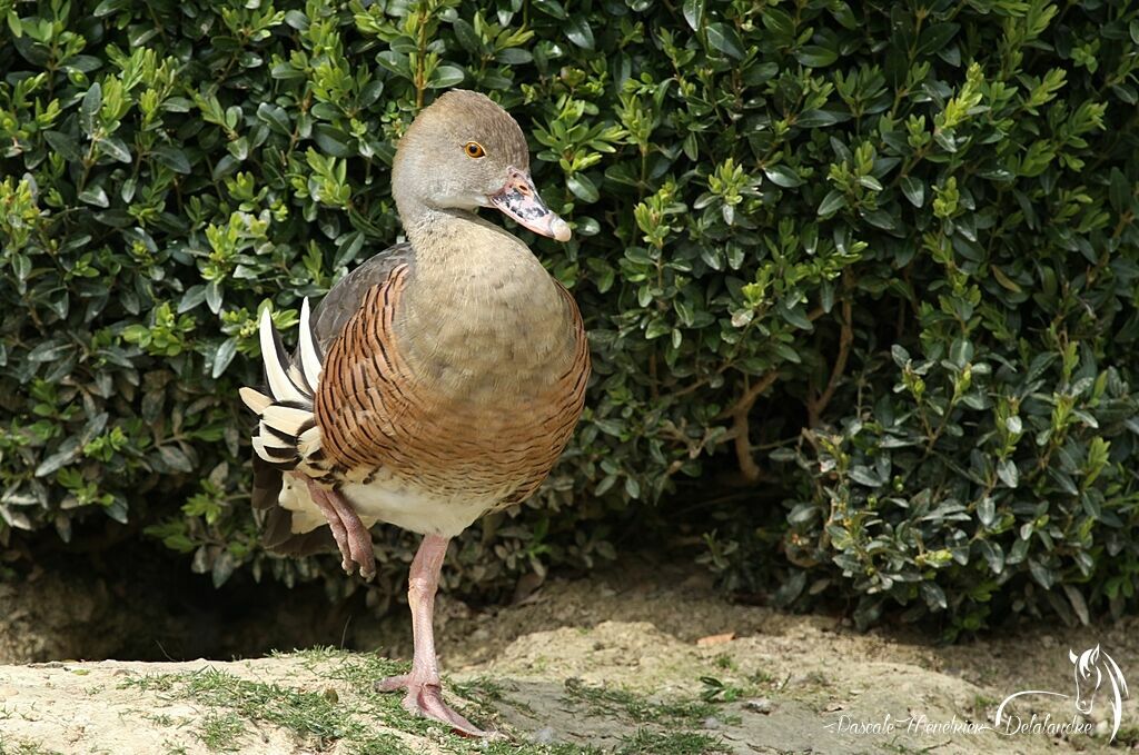 Plumed Whistling Duck