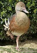 Plumed Whistling Duck