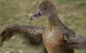 Plumed Whistling Duck