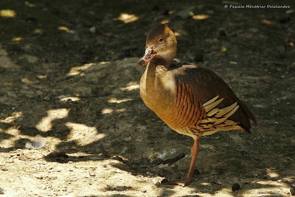 Plumed Whistling Duck