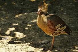 Plumed Whistling Duck