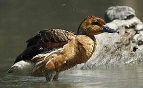 Fulvous Whistling Duck