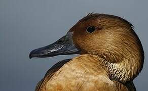 Fulvous Whistling Duck