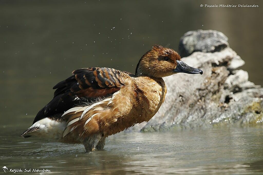 Fulvous Whistling Duck