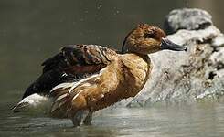 Dendrocygne fauve