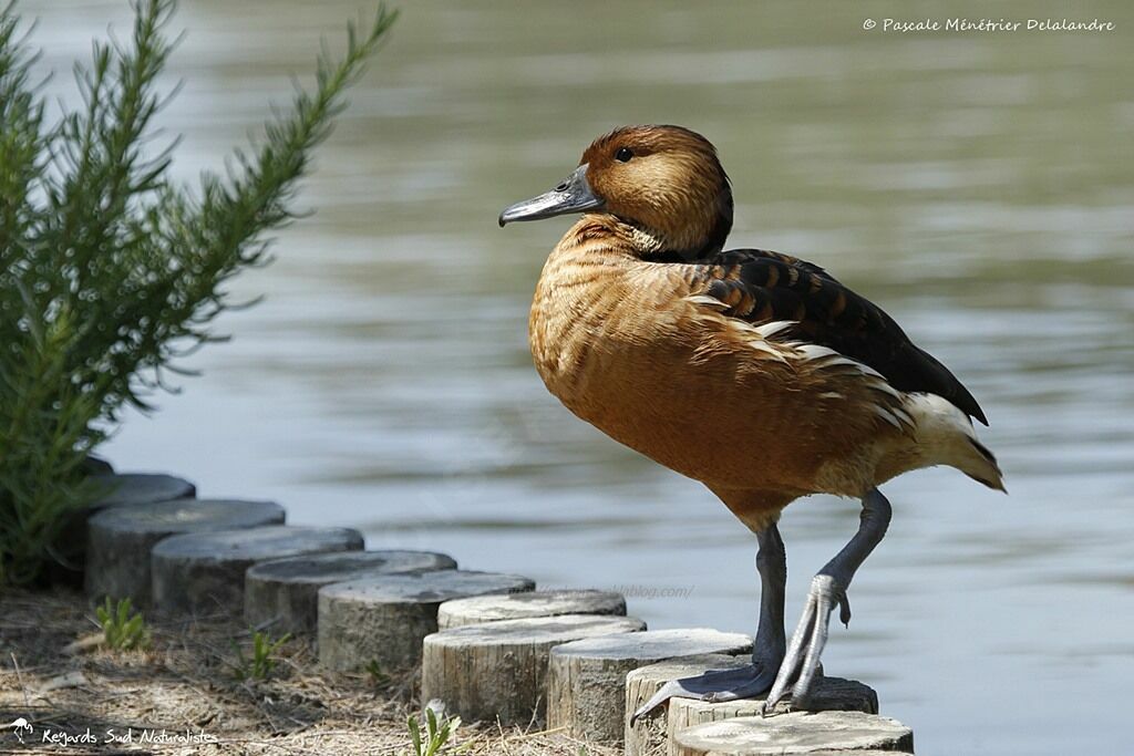 Fulvous Whistling Duck