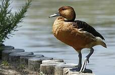 Dendrocygne fauve