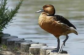 Fulvous Whistling Duck