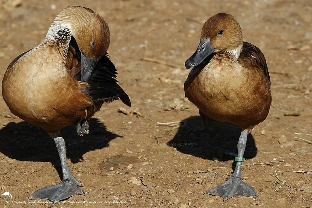 Dendrocygne fauve