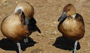 Fulvous Whistling Duck