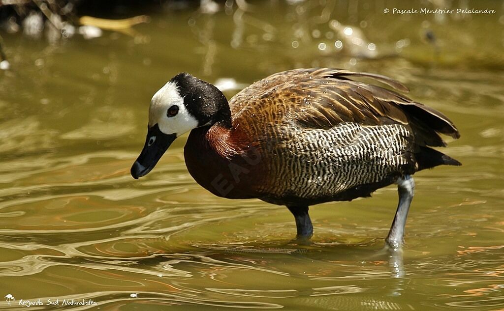 Dendrocygne veuf