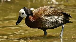 White-faced Whistling Duck