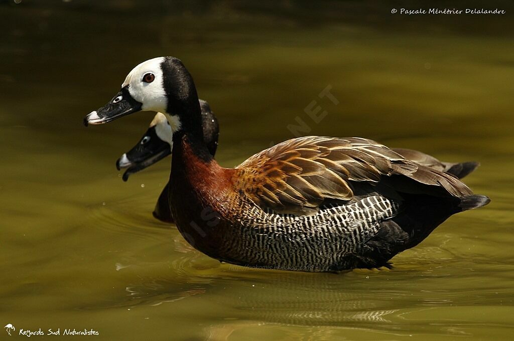 White-faced Whistling Duck