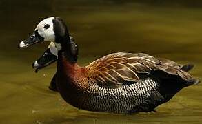 White-faced Whistling Duck