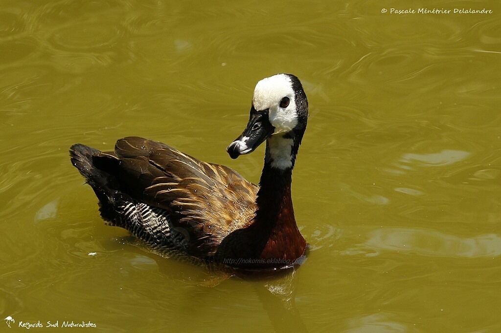 Dendrocygne veuf