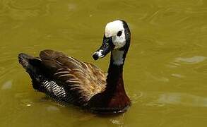 White-faced Whistling Duck