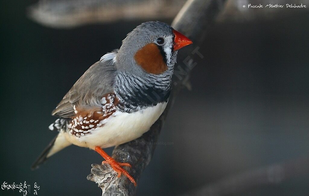 Sunda Zebra Finch