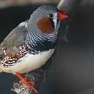 Diamant mandarin