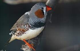 Zebra Finch