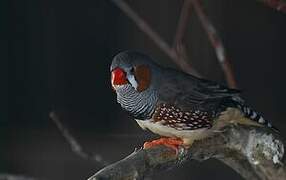 Sunda Zebra Finch