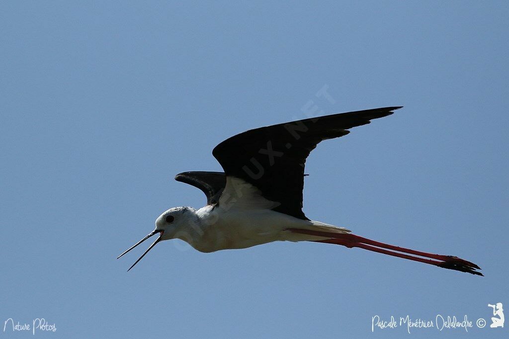 Black-winged Stilt