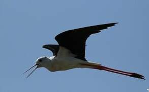 Black-winged Stilt