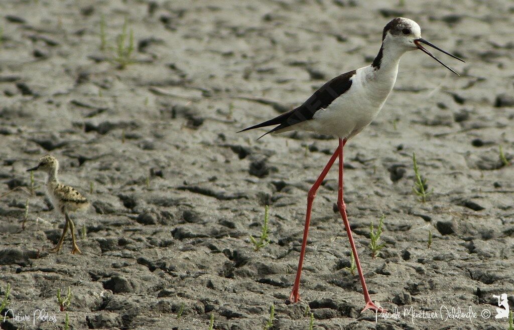 Black-winged Stilt