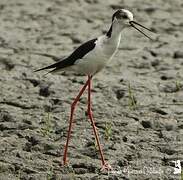 Black-winged Stilt