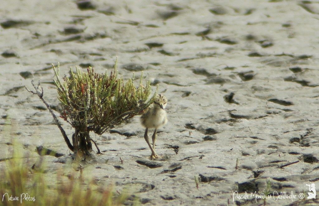 Échasse blanchePoussin