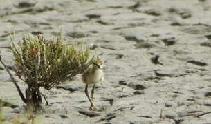 Black-winged Stilt