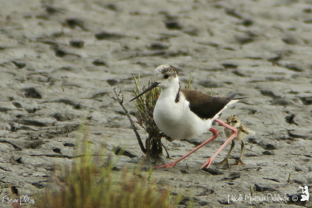 Black-winged Stilt