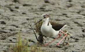 Black-winged Stilt