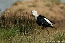 Black-winged Stilt