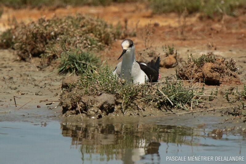 Black-winged Stilt