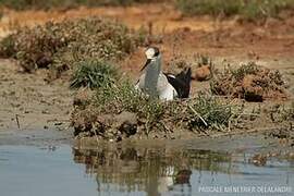 Black-winged Stilt