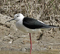 Black-winged Stilt