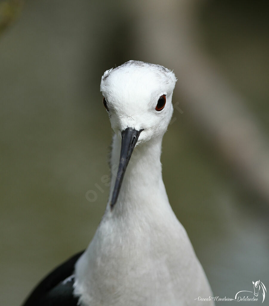 Black-winged Stilt