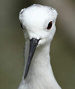 Black-winged Stilt