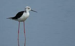 Black-winged Stilt