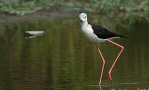 Black-winged Stilt